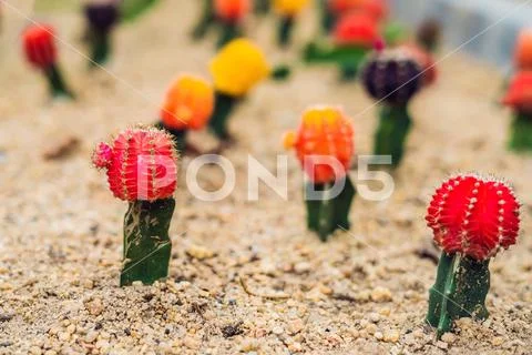 Moon Cactus or Gymnocalycium mihanovichii, the Mutant Cactus Grafted on to Hy Stock Photos