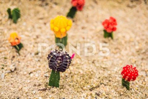 Moon Cactus or Gymnocalycium mihanovichii, the Mutant Cactus Grafted on to Hy Stock Photos