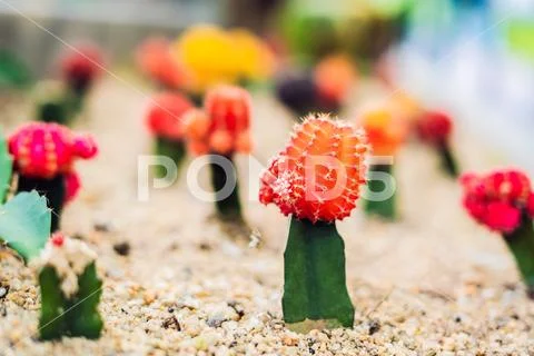 Moon Cactus or Gymnocalycium mihanovichii, the Mutant Cactus Grafted on to Hy Stock Photos