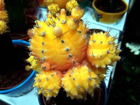 Moon Cactus in the pot Photos