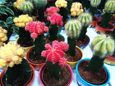 Moon Cactus in the pot Фото