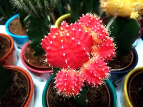 Moon Cactus in the pot Stock Photos
