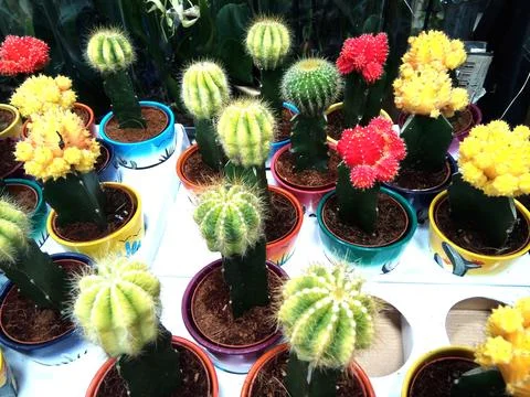 Moon Cactus in the pot Stock Photos