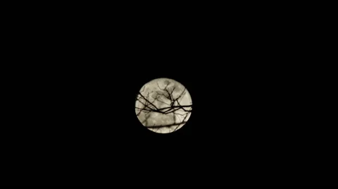 Moon Close Up Behind Trees Time lapse HD Stock Footage