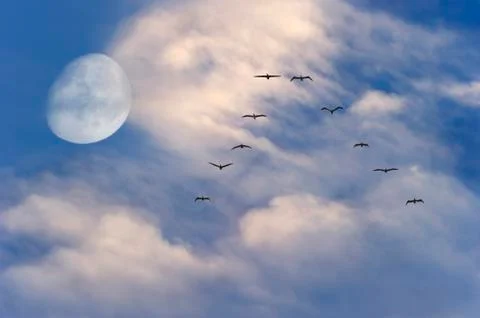 Moon Clouds Birds Flying Stock Photos