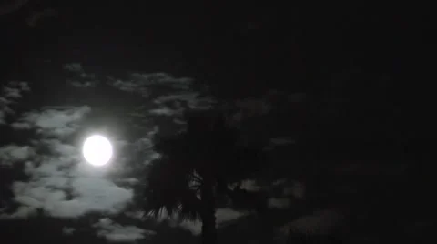 Moon-clouds palm Stockbeeldmateriaal 1048683