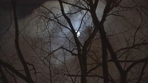 The moon in the cloudy sky, visible through the  Tree branches Stock Footage 101681937