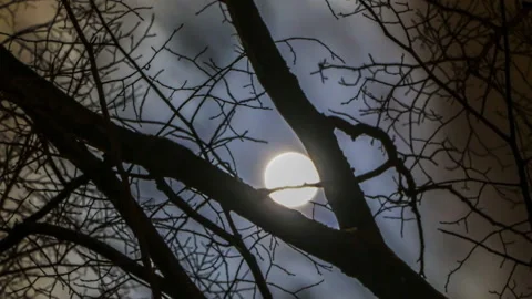The moon in the cloudy sky, visible through the  Tree branches, time lapse. Stock Footage 101688341