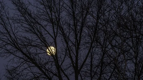 The moon in the cloudy sky, visible through the  tree branches, time lapse. Stock Footage 124807316
