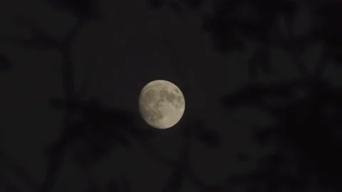 Moon covered by tree branches Stock Footage 232170522