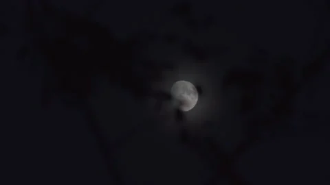 Moon covered by tree branches Stock Footage 232170599