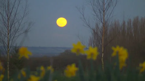 Moon daffodill pull focus Stock Footage 36240952