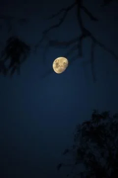 The moon in a dark forest. Stock Photos