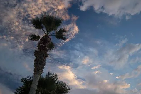 Moon on dramatic sunset sky with clouds . Palm tree against dramatic sunset s Stock Photos