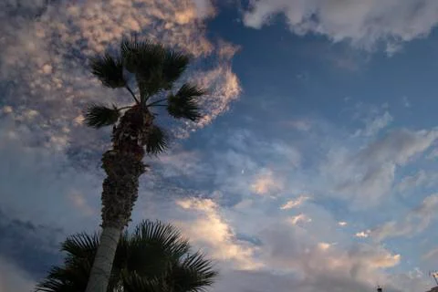 Moon on dramatic sunset sky with clouds . Palm tree against dramatic sunset s Stock Photos