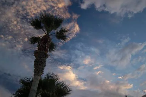 Moon on dramatic sunset sky with clouds . Palm tree against dramatic sunset s Stock Photos