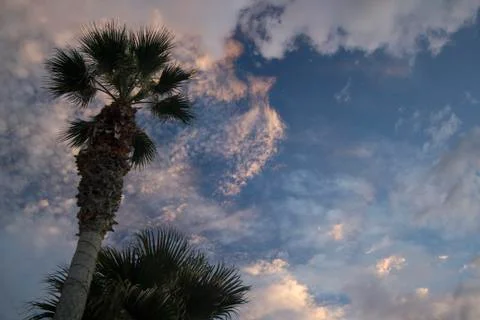 Moon on dramatic sunset sky with clouds . Palm tree against dramatic sunset s Stock Photos
