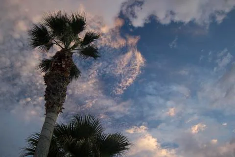Moon on dramatic sunset sky with clouds . Palm tree against dramatic sunset s Stock Photos