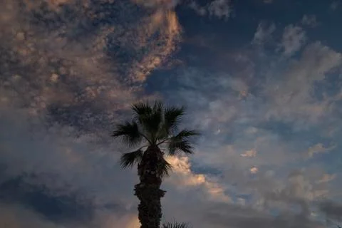 Moon on dramatic sunset sky with clouds . Palm tree against dramatic sunset s Stock Photos