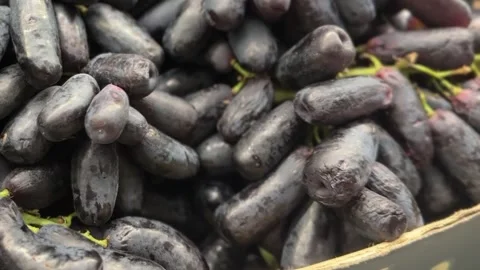 Moon drop black grapes with glossy skin and elongated shape Stock Footage 314708189