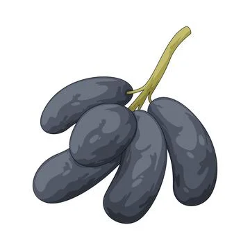 Moon Drop grapes illustration Stock Illustration