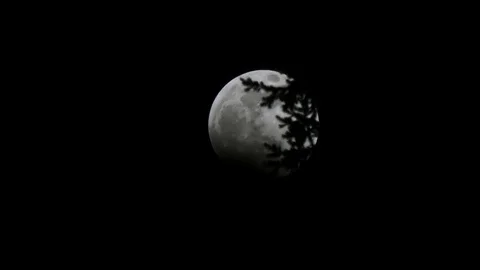 Moon with eclipse underneath and black branches at night Stock Footage 104636241