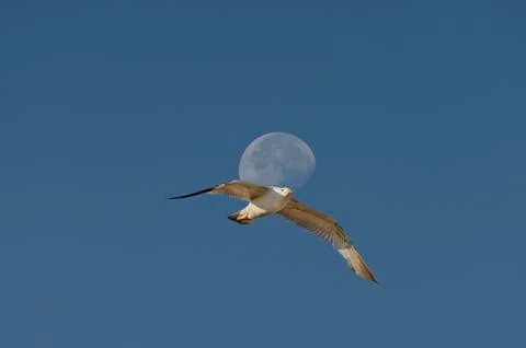 Moon at the end of the day Stock Photos
