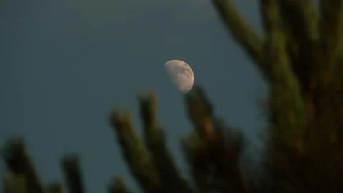 Moon in the evening at the forest in the middle of the trees. Stock Footage 263376093