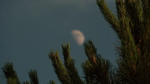 Moon in the evening at the forest in the middle of the trees. Stock Footage 263376163