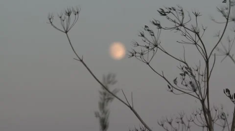 Moon in Evening Sky - Out/In Focus 動画素材 66538022