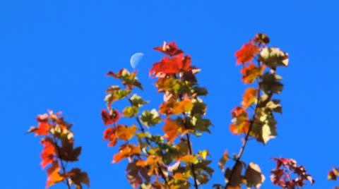 Moon in Fall Stock Footage 36019882