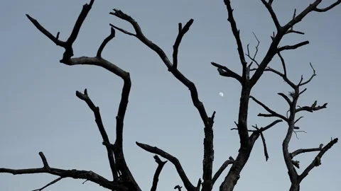 Moon from far away in blue sky, dark death branches of tree in foreground Stock Footage 239607054
