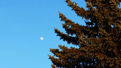 Moon, Fir branches moving Stock Footage 170651786