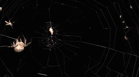 Moon floating in the sky. Stock-Footage 7753184