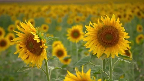 Moon Flower 스톡 동영상 83348346