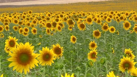 Moon Flower 스톡 동영상 83585226