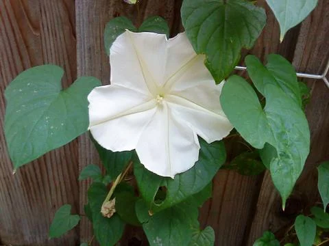 Moon flower Stock Photos