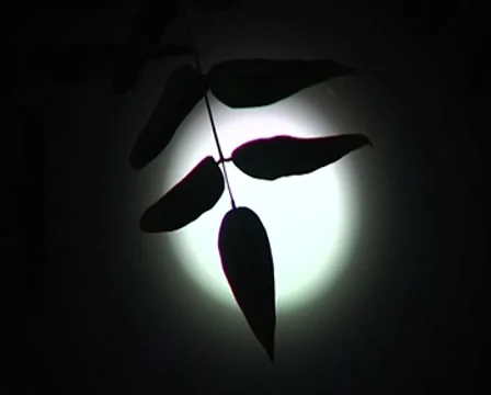 Moon Stock Footage 8687586