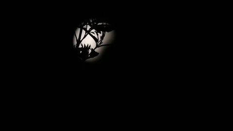 The Moon Stock Footage 74428471