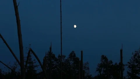 Moon in a forest Stock Footage 84199609