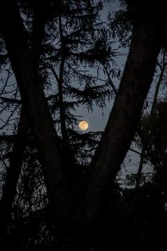Moon in the forest Stock Photos
