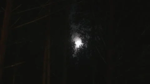 The moon from the forest through the branches of trees during the full moon Stock Footage 255803529