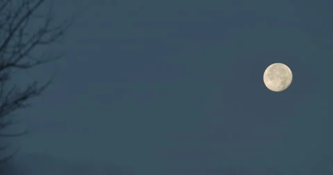 Moon framed with tree Stock Footage 142401316