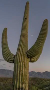 Moon Gate 스톡 사진