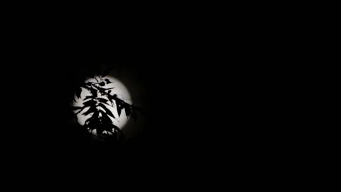 The moon glides in the leaves of the tree at night. Stock Footage 132616813