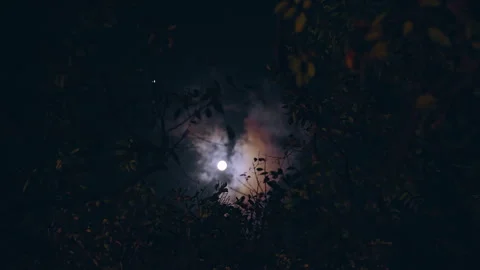 Moon glowing behind dark forest foliage with zoom effect, soft blur and deep sha Stock Footage 328388737