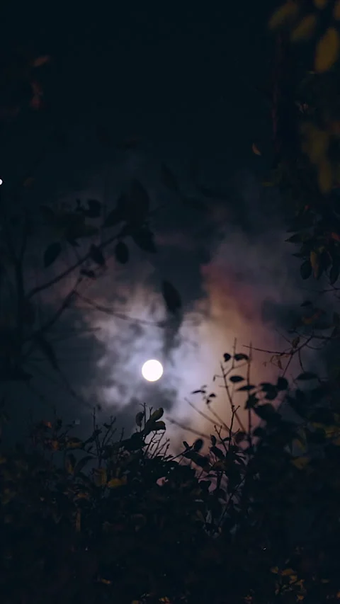Moon glowing behind dark forest foliage with zoom effect, soft blur and deep sha Stock Footage 328405430