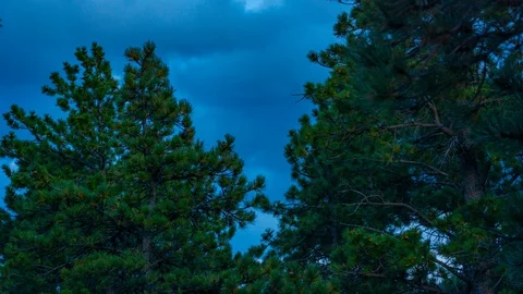 Moon Hiding Behind Clouds and Pine trees Time Lapse 4k Stock Footage 128054324