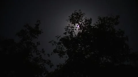 Moon hiding behind dark night tree silhouettes background Stock Footage 340396088
