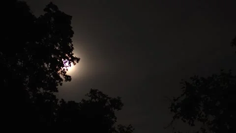 Moon hiding behind dark night tree silhouette background Stock Footage 340398404